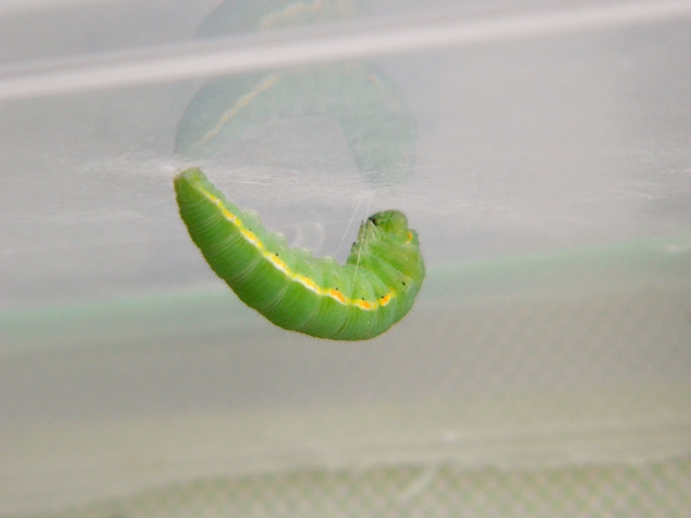 Colias crocea e uova